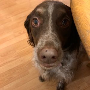 Meet your Posher, Zoey